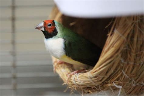 胡錦鳥親人嗎|觀賞鳥胡錦：飼養及繁殖建議 – 寵物百科